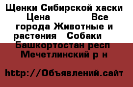 Щенки Сибирской хаски › Цена ­ 18 000 - Все города Животные и растения » Собаки   . Башкортостан респ.,Мечетлинский р-н